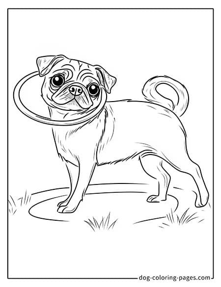 Pug Coloring Page - happy expression-04