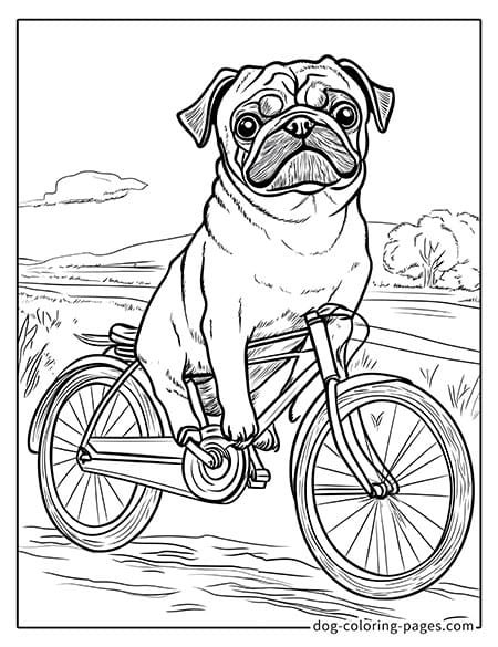 Pug Coloring Page - riding a bicycle 09