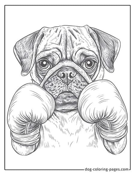 Pug Coloring Page - wearing boxing gloves-12