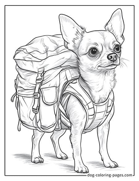 chihuahua dog coloring pages wearing a hiking backpack-07