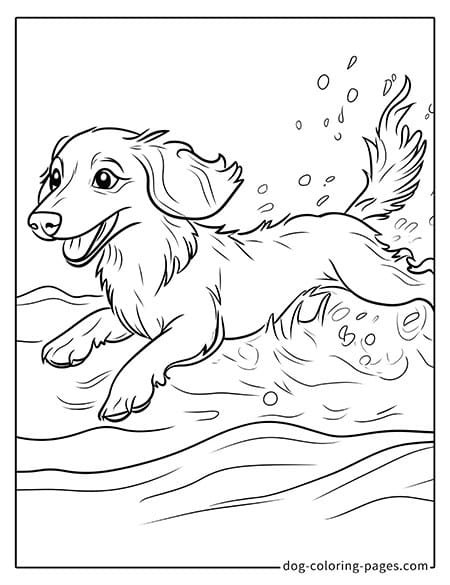 weiner dog coloring page - running in the water-06