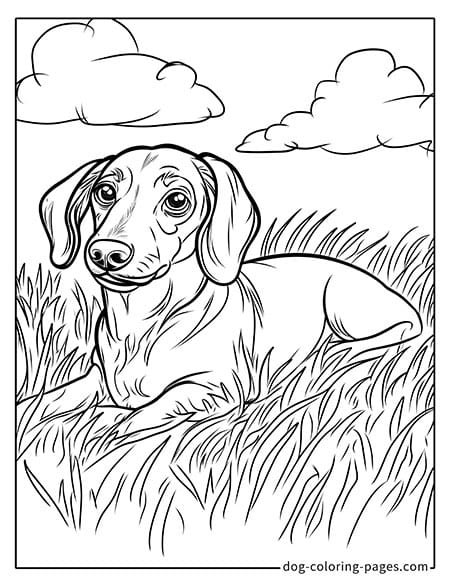 Dachshund dog coloring page - Dachshund lying on the grass