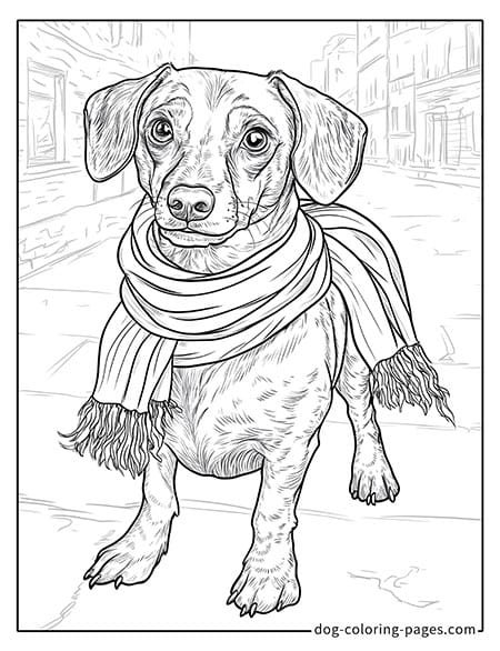 Dachshund dog coloring page - Dachshund wearing a scarf 