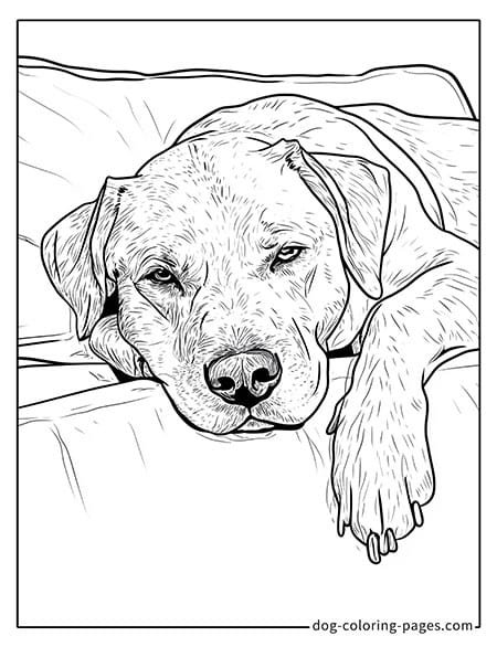 Disegni da colorare di cani labrador sdraiati sul letto 01