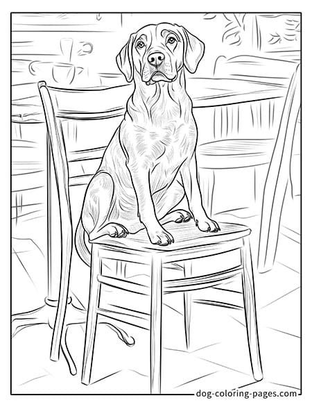 labrador dog coloring pages sitting on a bench 04