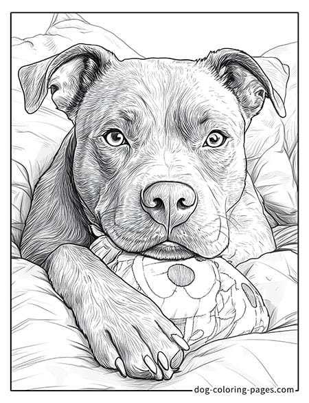 Disegni da colorare di cani Pitbull sdraiati 03