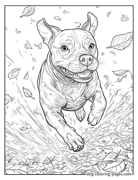 Pitbull dog coloring pages with a playful pose 10