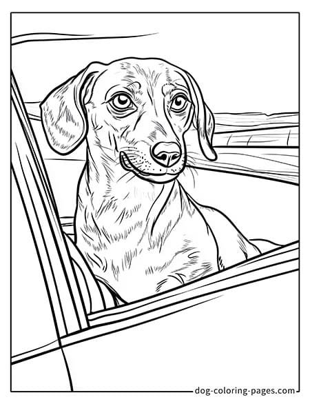 dachshund Coloring Pages sitting in the backseat of a car