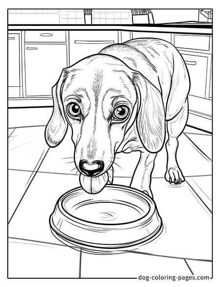 Drinking Water Dachshund Coloring Pages