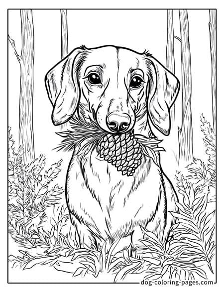 Dachshund Coloring Pages in the Woods