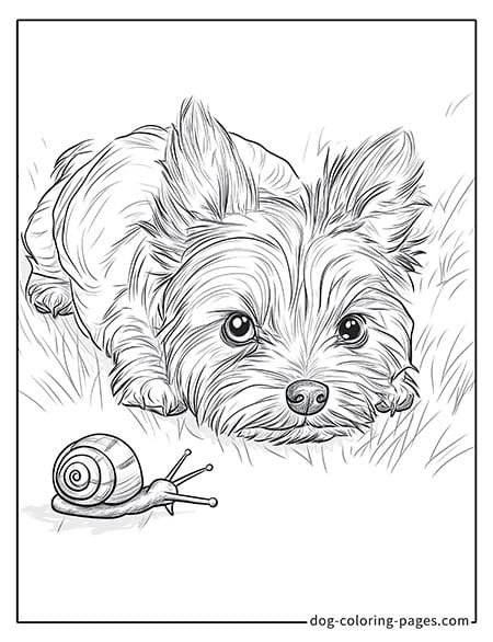 Disegni da colorare di cani yorkie sdraiati sull'erba 08