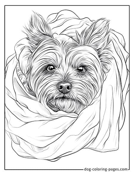 Disegni da colorare di cani yorkie che si nascondono sotto una coperta 12