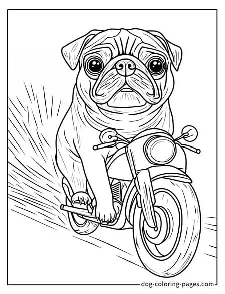 Pug coloring page - Pug riding a motorcycle 1501