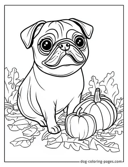 Pug coloring page - Pug sitting beside a pumpkin 2401