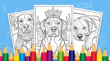 Labrador dog coloring pages